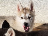 Chien de race Husky Sibérien LOF