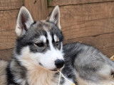 Chien de race Husky Sibérien LOF