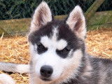 Chien de race Husky Sibérien LOF