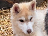 Chien de race Husky Sibérien LOF