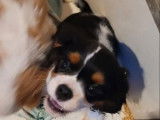 Deux chiots Cavaliers King Charles à acheter