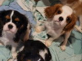 Deux chiots Cavaliers King Charles à acheter
