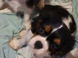 Deux chiots Cavaliers King Charles à acheter