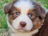 8 chiots Bergers Australiens LOF à réserver