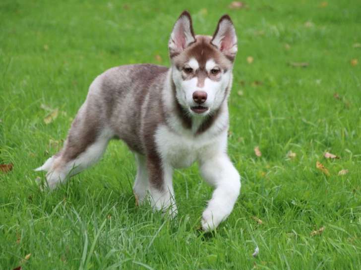 4 chiots Huskies de Sibérie LOF disponible à la vente