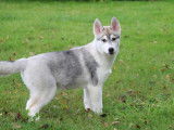 4 chiots Huskies de Sibérie LOF disponible à la vente
