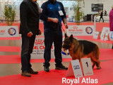 Un chien adulte Berger Allemand LOF disponible pour saillie