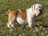 Mise à la vente d’un chiot femelle Bulldog Anglais bicolore LOF