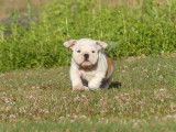 Mise à la vente d’un chiot femelle Bulldog Anglais bicolore LOF