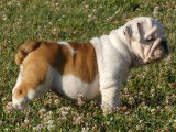 Mise à la vente d’un chiot femelle Bulldog Anglais bicolore LOF