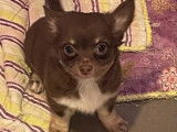 Deux chiots Chihuahuas bicolores LOF à poil long disponible à l'achat