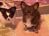 Deux chiots Chihuahuas bicolores LOF à poil long disponible à l'achat