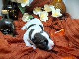 5 chiots Jack Russell Terriers LOF à réserver