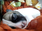 5 chiots Jack Russell Terriers LOF à réserver