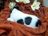 5 chiots Jack Russell Terriers LOF à réserver