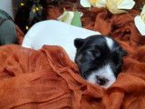 5 chiots Jack Russell Terriers LOF à réserver