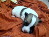 5 chiots Jack Russell Terriers LOF à réserver