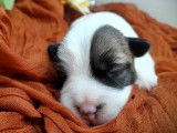 5 chiots Jack Russell Terriers LOF à réserver