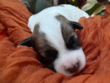 5 chiots Jack Russell Terriers LOF à réserver