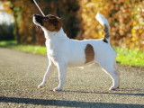 5 chiots Jack Russell Terriers LOF à réserver