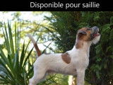 5 chiots Jack Russell Terriers LOF à réserver