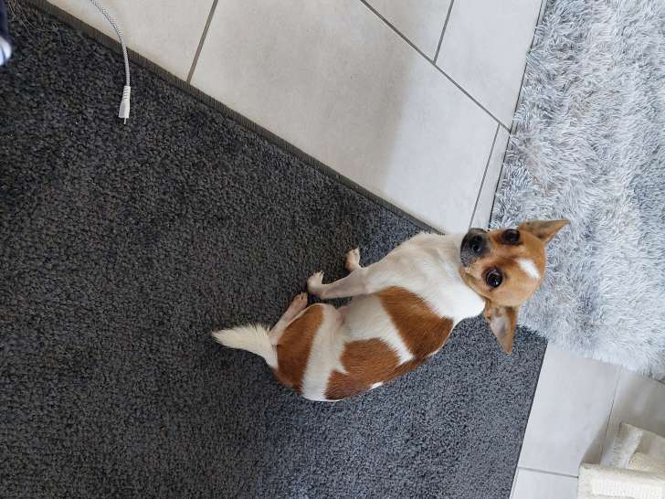 Chihuahua de 2 ans à vendre
