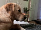 Mâle Golden Retriever sable de 1 an et demi disponible pour saillie