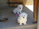 Des chiots Bichons Frisés LOF à réserver