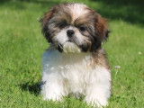 Trois chiots mâles Shih Tzu LOF disponibles à la vente