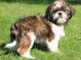 Trois chiots mâles Shih Tzu LOF disponibles à la vente