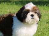Trois chiots mâles Shih Tzu LOF disponibles à la vente