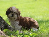 Trois chiots mâles Shih Tzu LOF disponibles à la vente