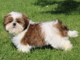 Trois chiots mâles Shih Tzu LOF disponibles à la vente