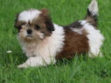Trois chiots mâles Shih Tzu LOF disponibles à la vente