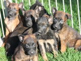 10 chiots Bergers Belges Malinois LOF à réserver