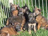 10 chiots Bergers Belges Malinois LOF à réserver