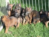 10 chiots Bergers Belges Malinois LOF à réserver