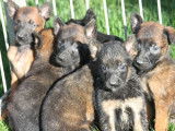 10 chiots Bergers Belges Malinois LOF à réserver