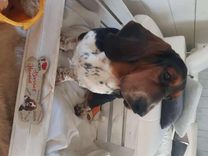 Chien adulte de race Basset Hound Mâle à vendre