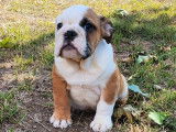 À réserver : 2 chiots Bulldog Anglais LOF de couleur blanche et fauve