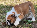 À réserver : 2 chiots Bulldog Anglais LOF de couleur blanche et fauve