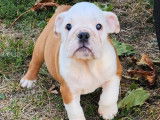 À réserver : 2 chiots Bulldog Anglais LOF de couleur blanche et fauve