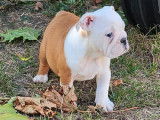 À réserver : 2 chiots Bulldog Anglais LOF de couleur blanche et fauve