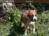 4 chiots Amstaffs LOF disponibles à la vente
