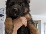 Chiots Berger Allemand poil long LOF à vendre