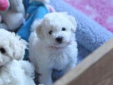 Trois chiots Bichons Frisés LOF à vendre
