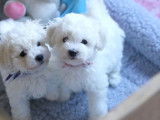 Trois chiots Bichons Frisés LOF à vendre