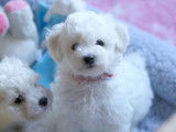 Trois chiots Bichons Frisés LOF à vendre