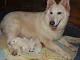 Chiots de race Berger Blanc Suisse LOF à réserver