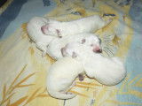 Chiots de race Berger Blanc Suisse LOF à réserver